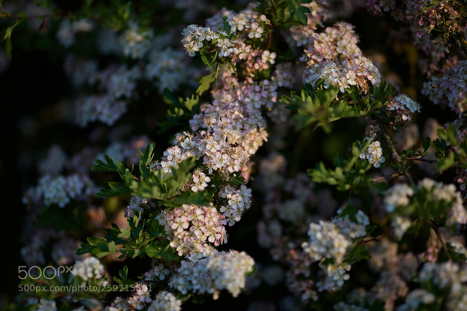 Canon EOS 6D sample photo. Blossom photography