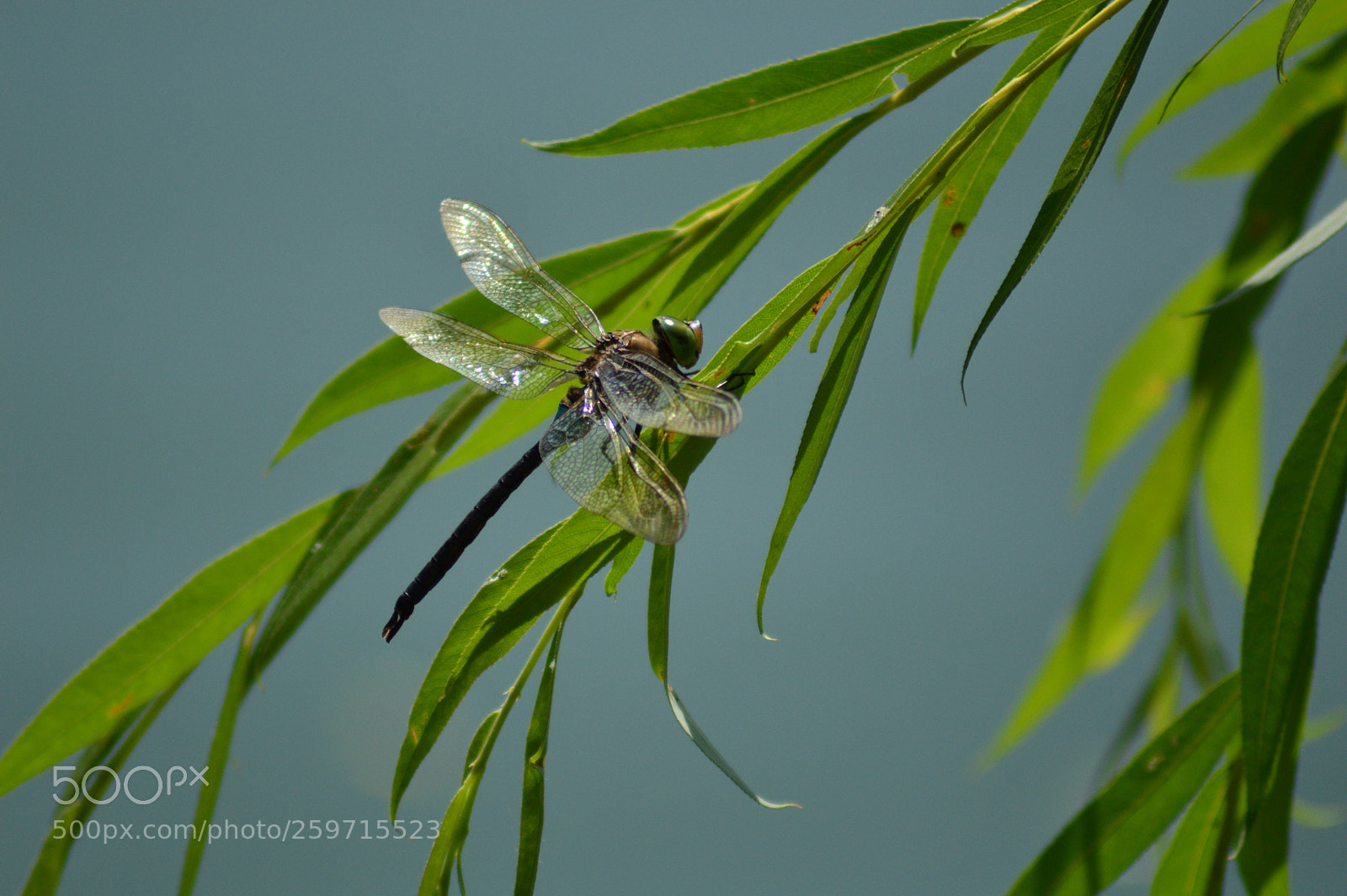 Nikon D3200 sample photo. Dragonfly photography