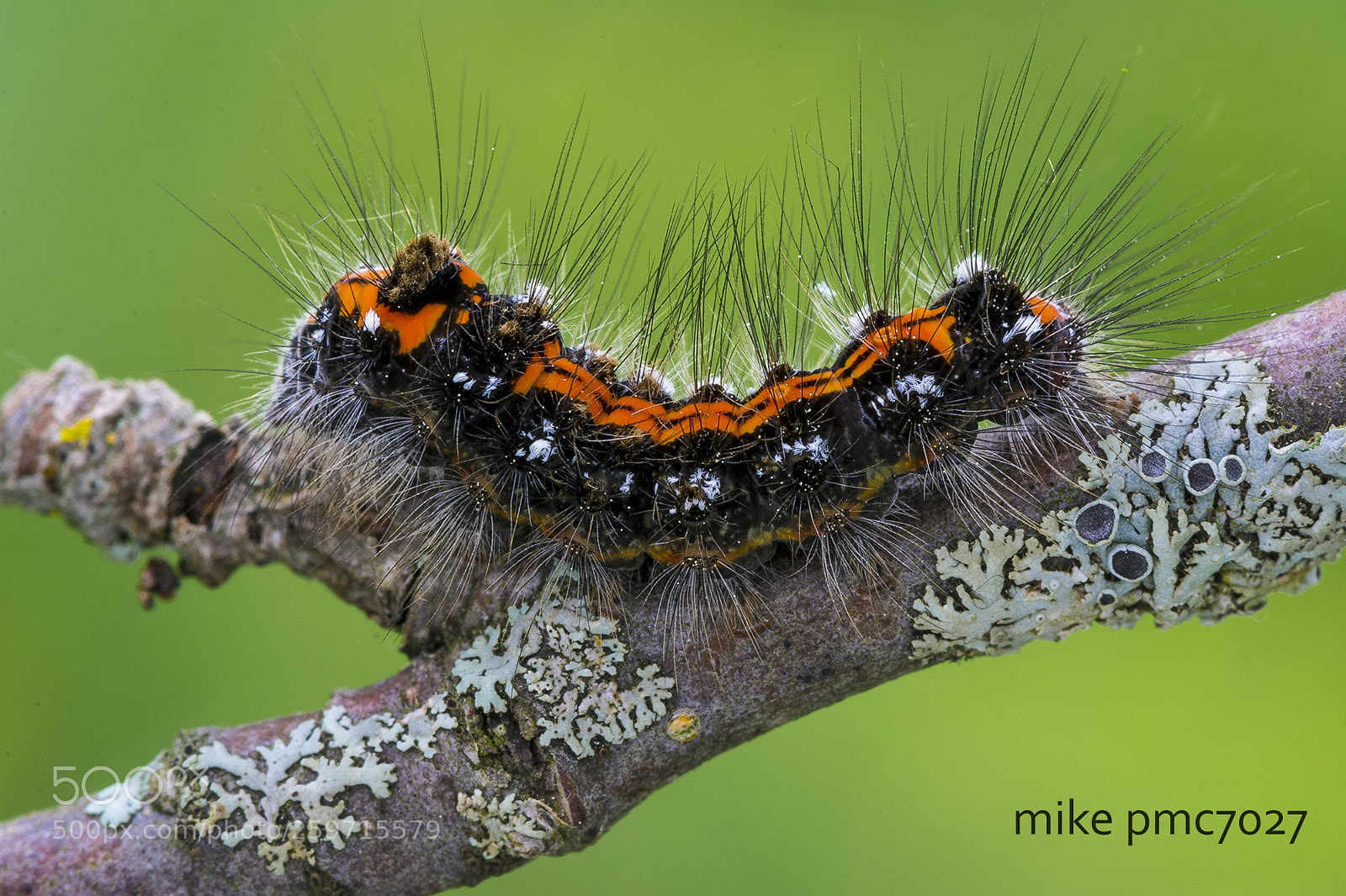 Nikon D7100 sample photo. A caterpillar of the photography