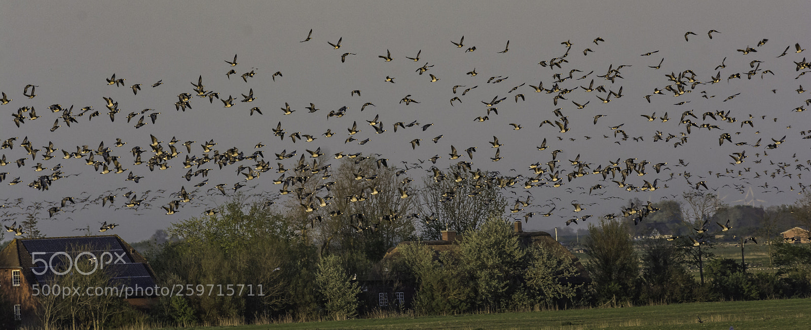Nikon D7100 sample photo. Die gänse kommen photography