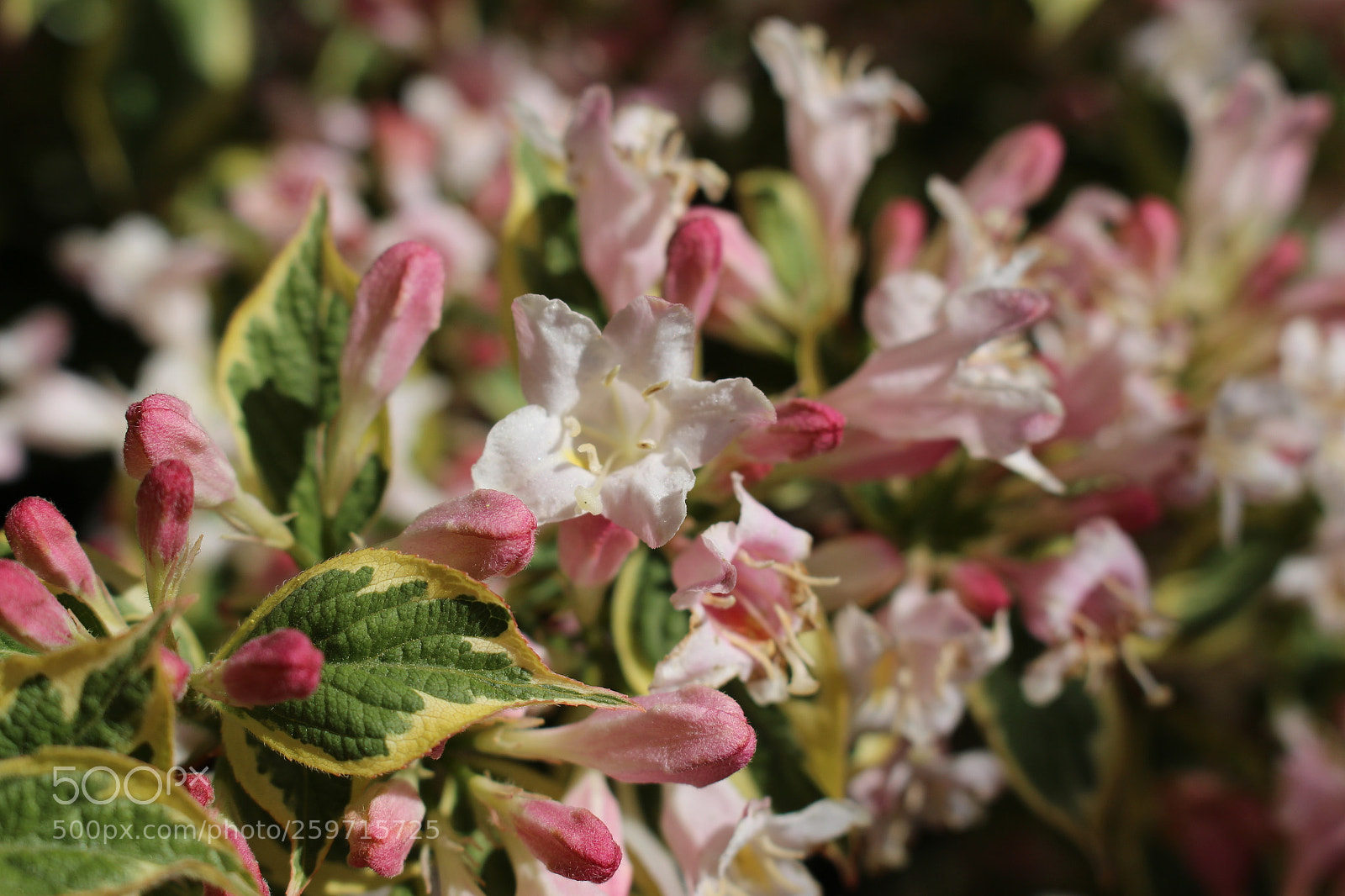 Canon EOS 700D (EOS Rebel T5i / EOS Kiss X7i) sample photo. Flowers photography