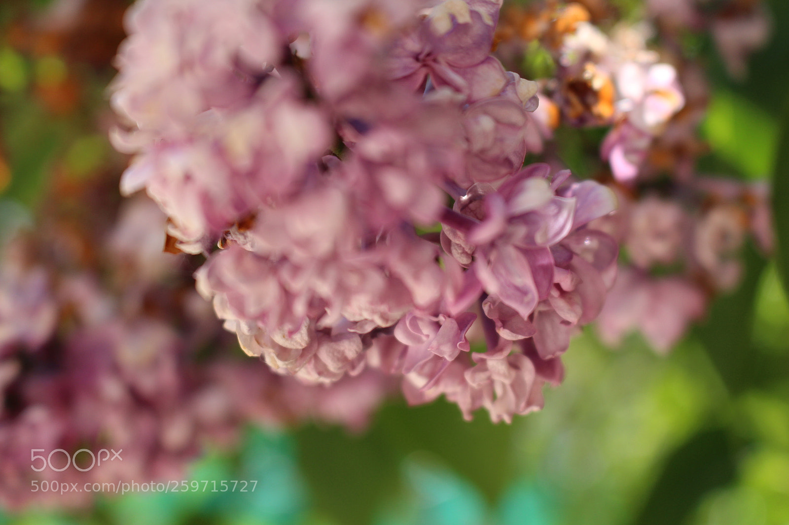 Canon EOS 700D (EOS Rebel T5i / EOS Kiss X7i) sample photo. Flowers photography