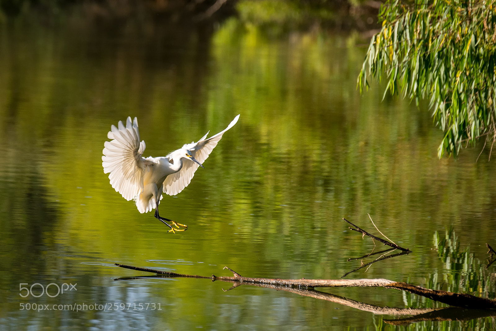 Nikon D750 sample photo. Snowy landing photography