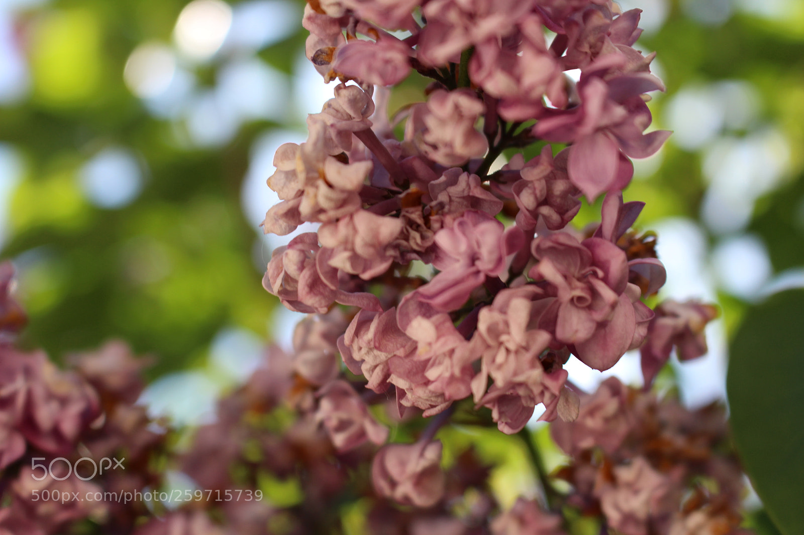 Canon EOS 700D (EOS Rebel T5i / EOS Kiss X7i) sample photo. Flowers photography