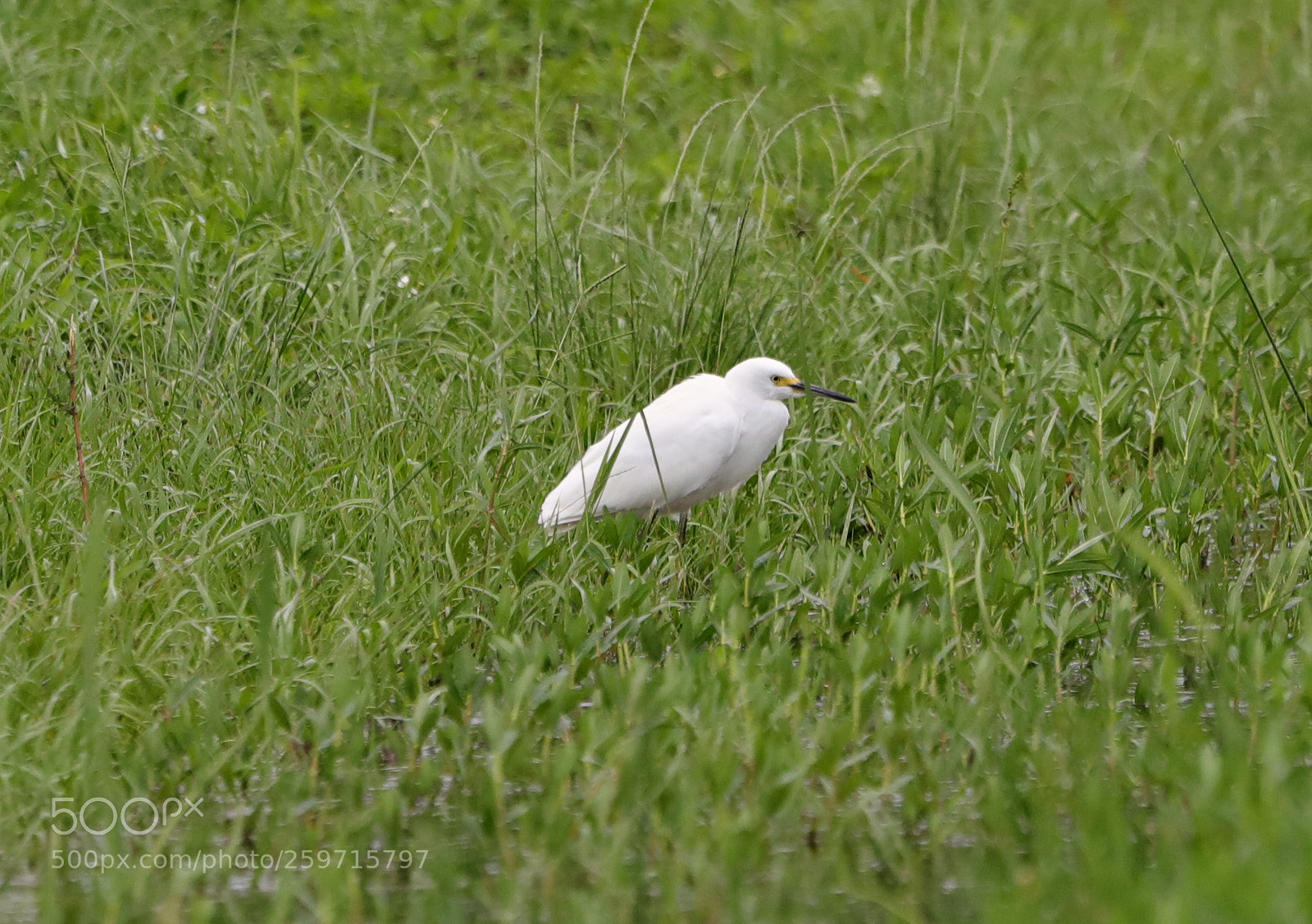 Canon EOS-1D X Mark II sample photo. 05-27-18-0020114.jpg photography