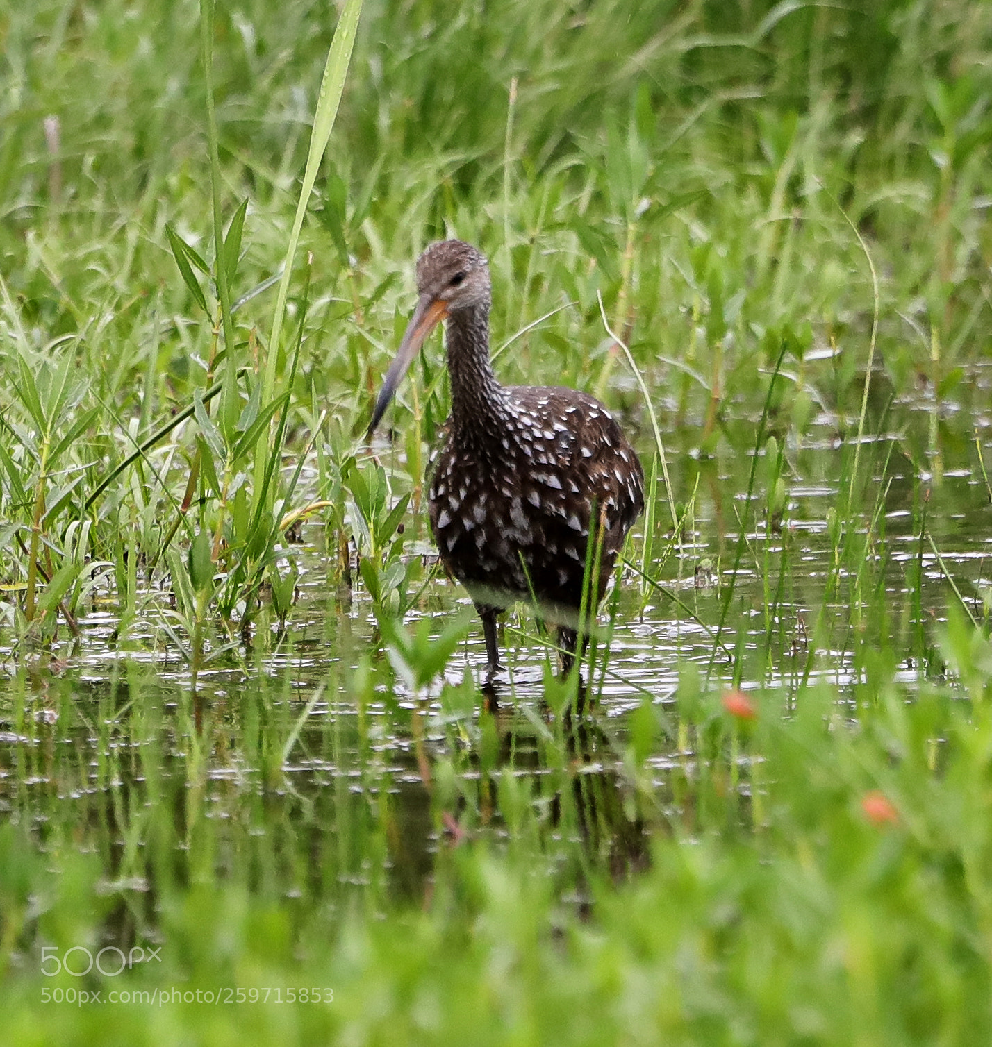 Canon EOS-1D X Mark II sample photo. 05-27-18-0020106.jpg photography