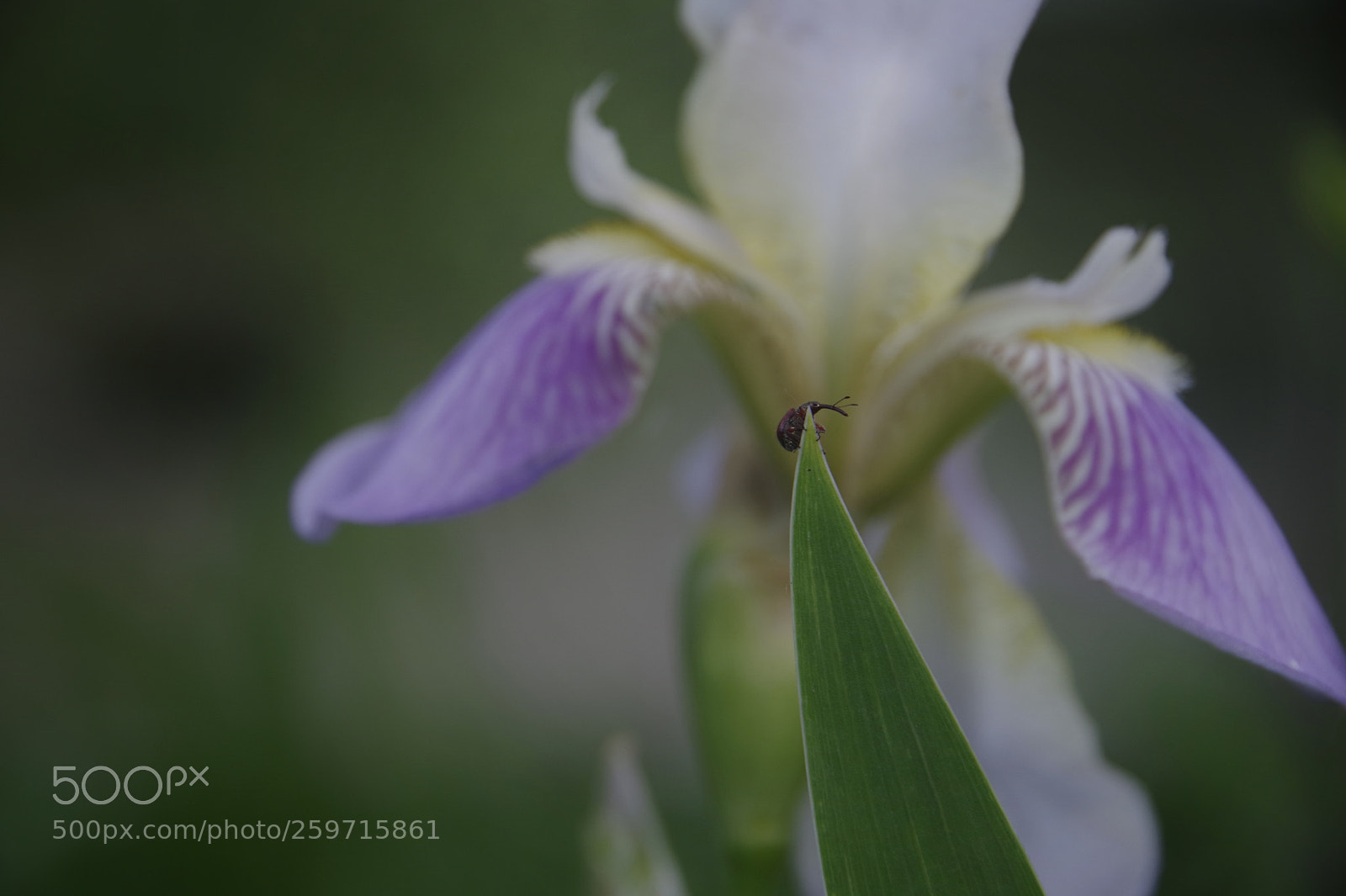 Pentax K-70 sample photo. On the top photography