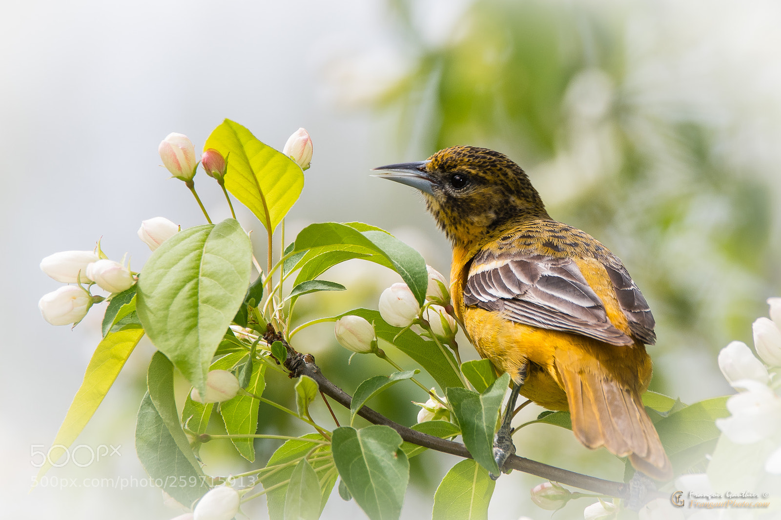 Nikon D500 sample photo. Oriole photography