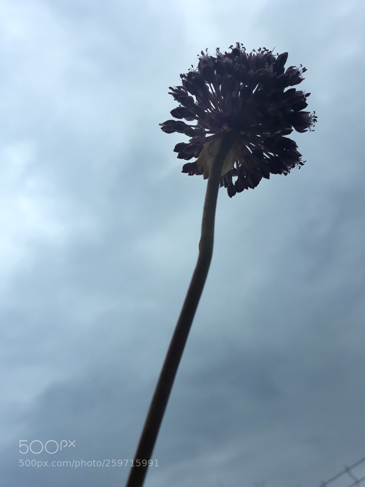 Samsung Galaxy J7 sample photo. Flor d'all photography