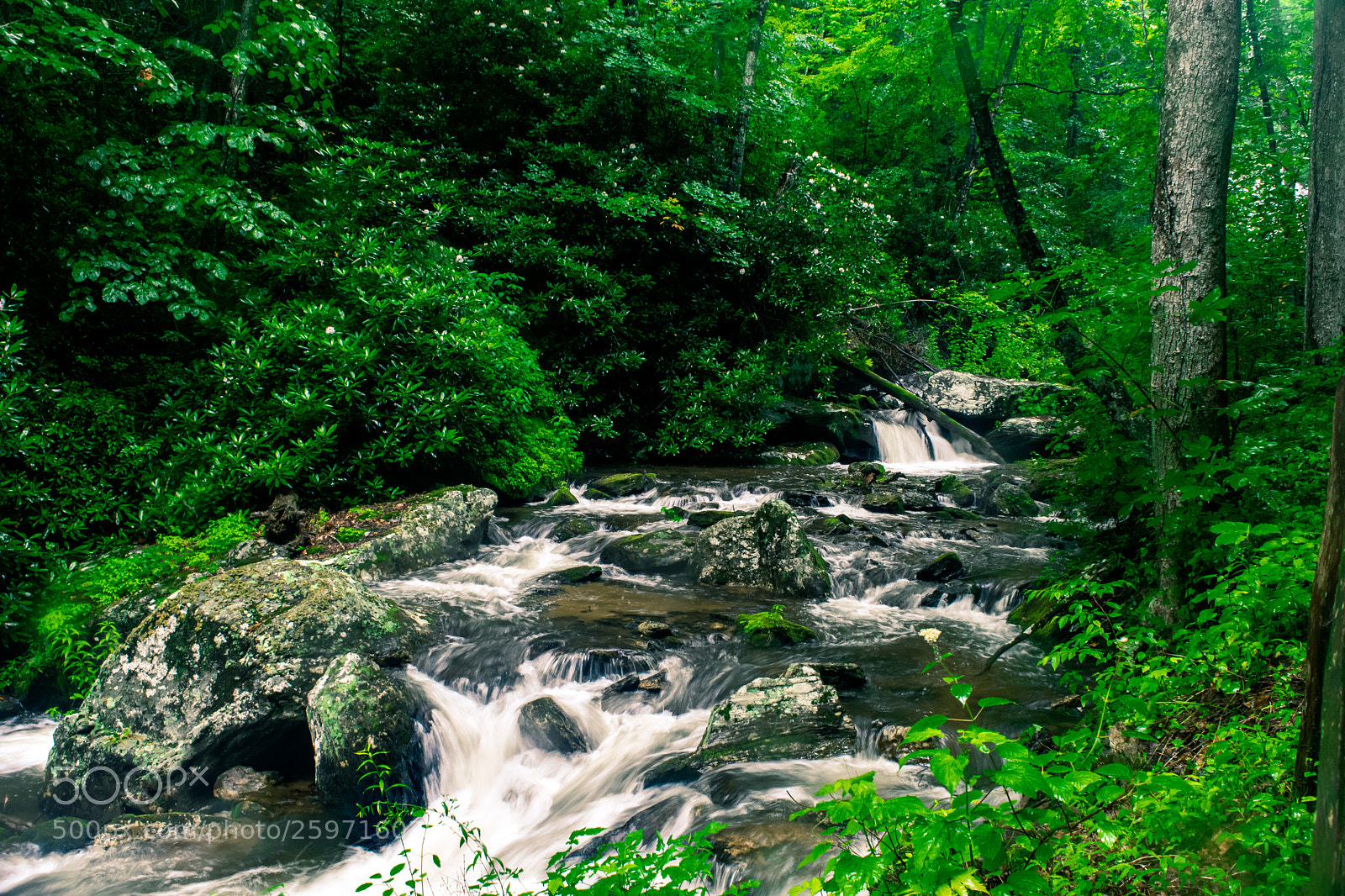 Nikon D3300 sample photo. In the forest photography