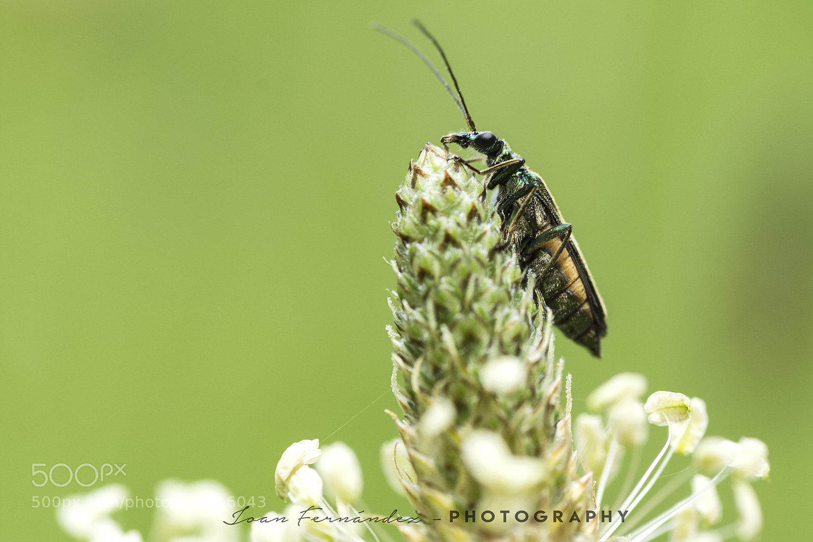 Nikon D7200 sample photo. I'm on top photography