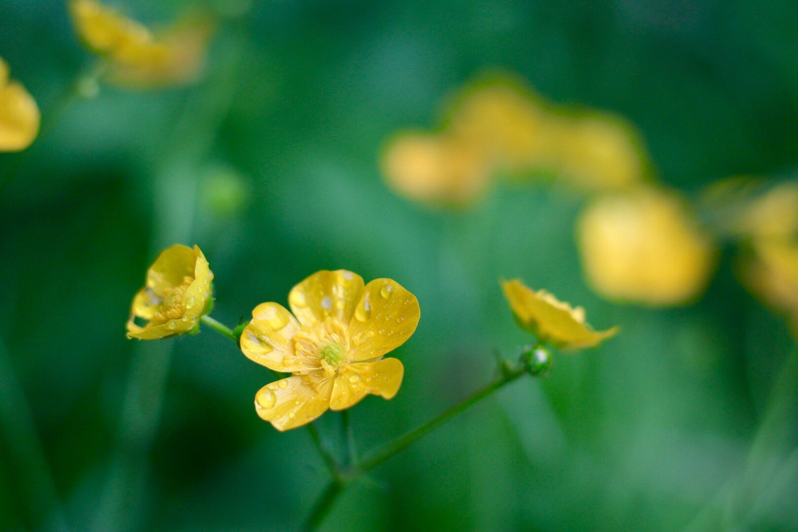 Canon EOS M50 (EOS Kiss M) sample photo. Yellow & green photography