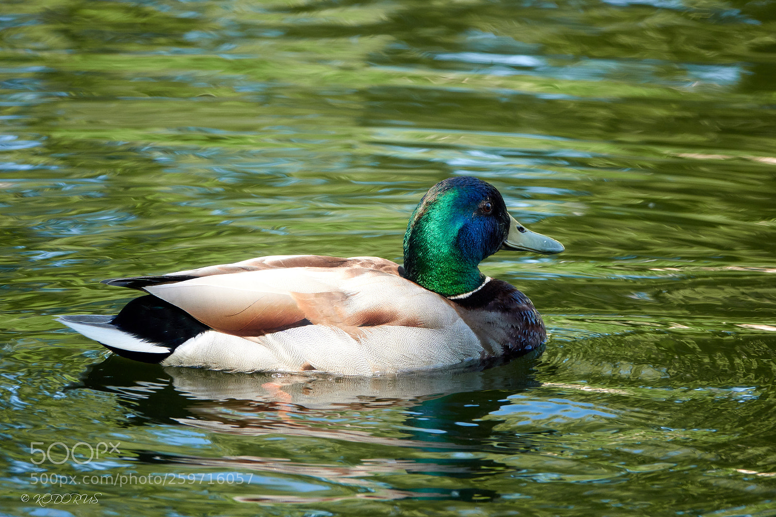 Sony Cyber-shot DSC-RX10 IV sample photo. #0087 photography