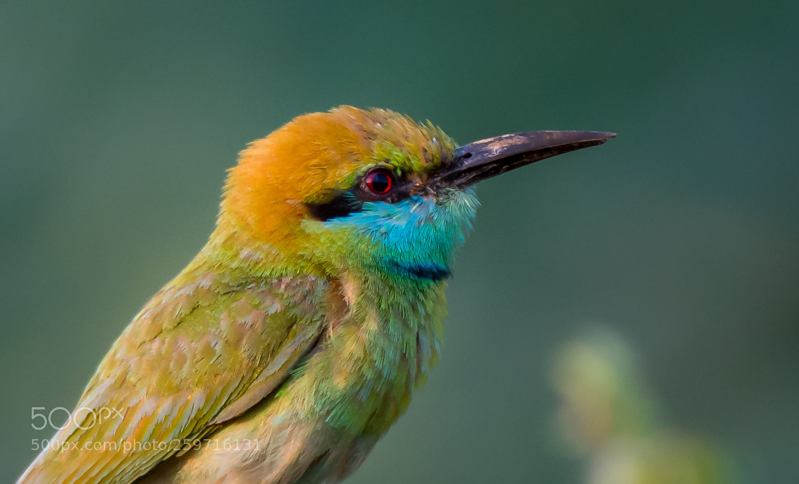 Nikon D7200 sample photo. Bee eater photography