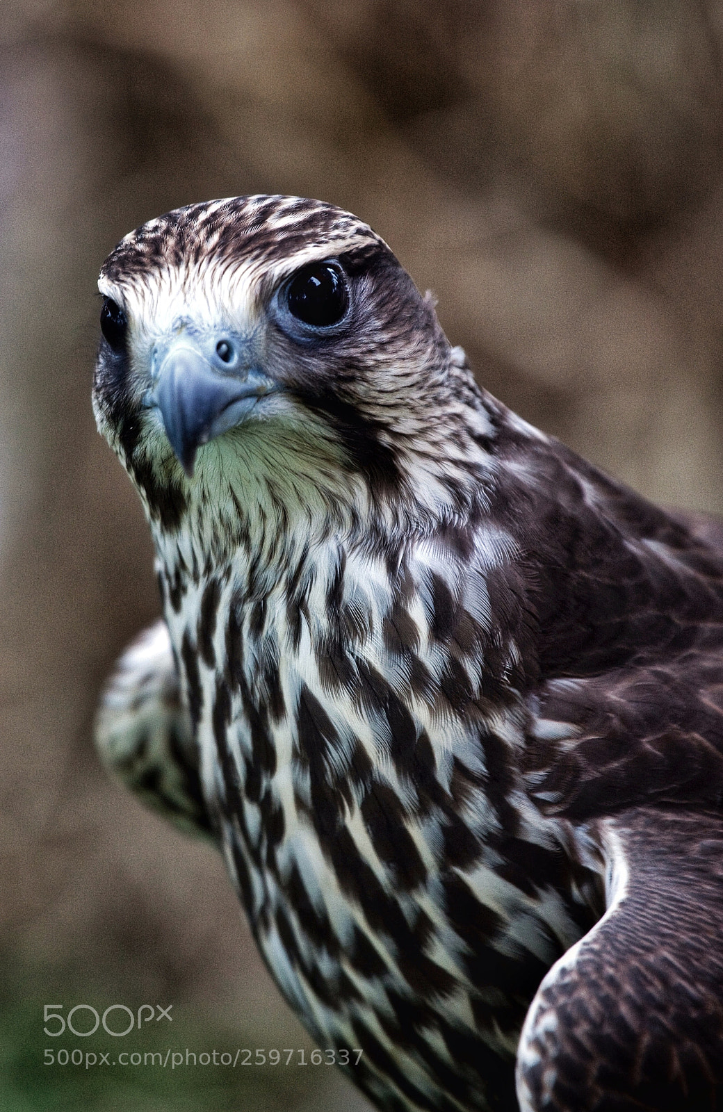Canon EOS 5D Mark II sample photo. Halc n sacre falco photography