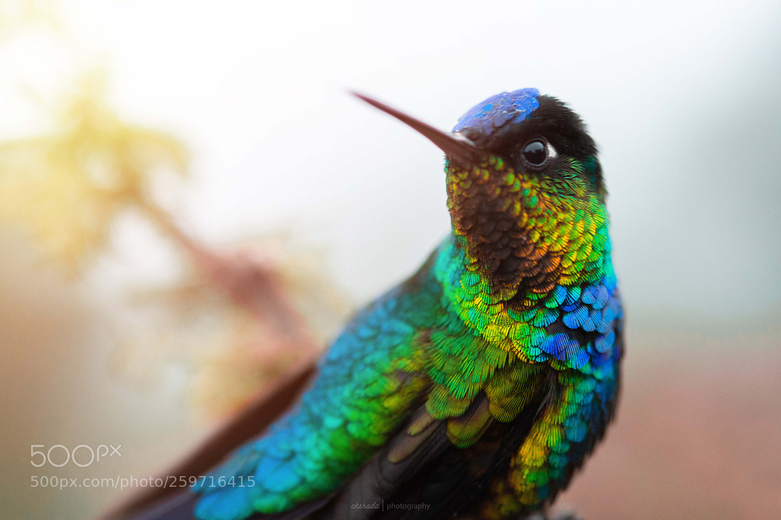 Nikon D7200 sample photo. #hummingbird photography