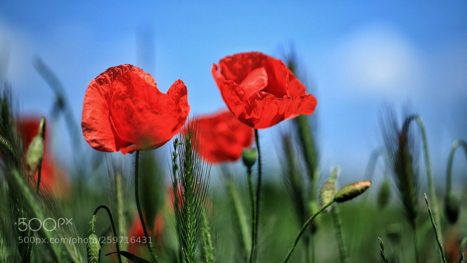 Canon EOS 5D Mark IV sample photo. Colours of springtime photography