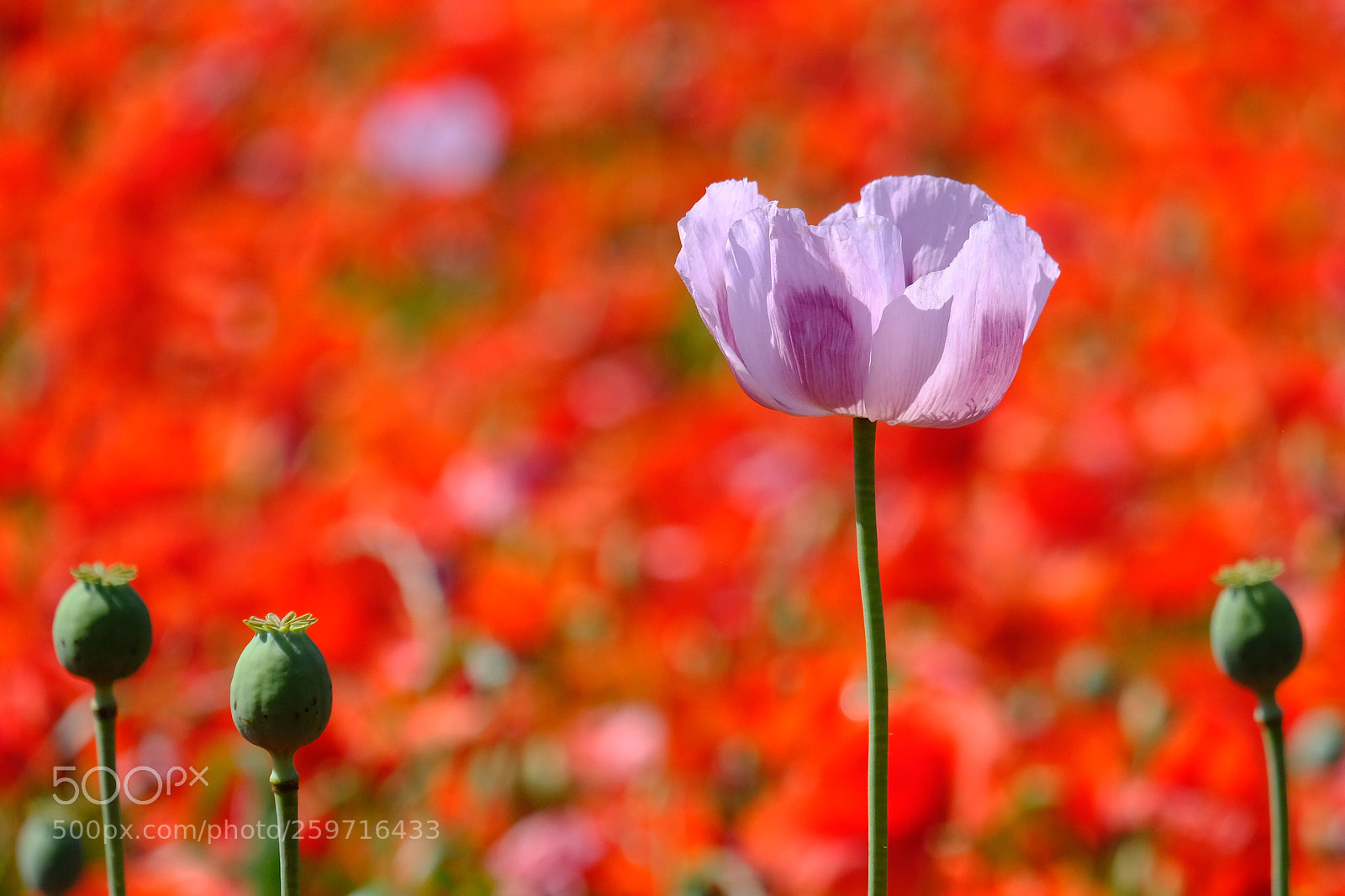 Fujifilm X-T20 sample photo. Mohn photography