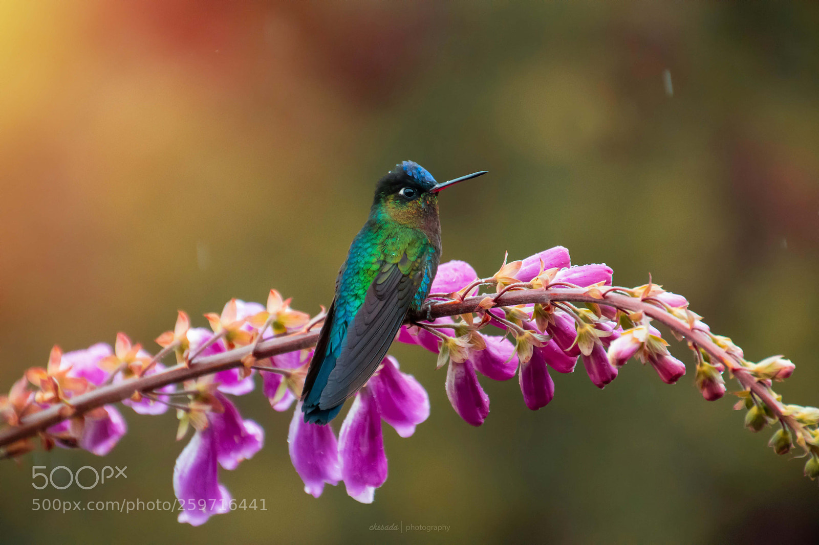 Nikon D7200 sample photo. #hummingbird photography