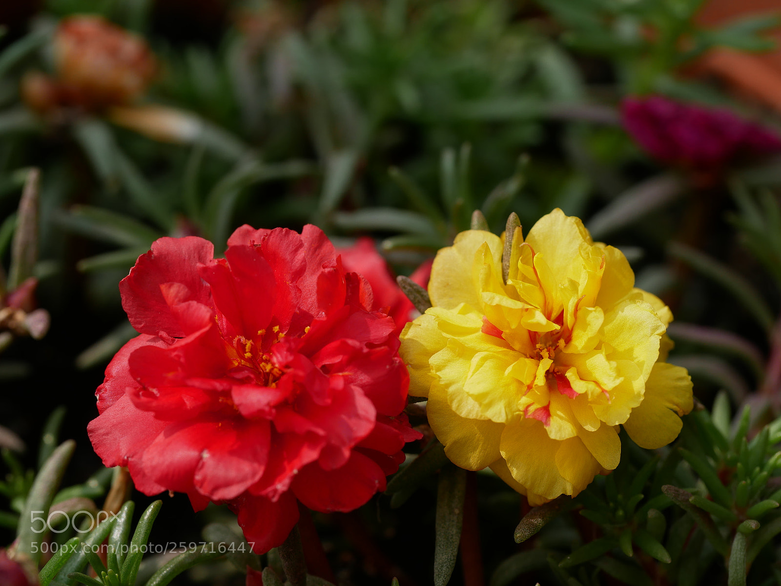 Panasonic Lumix DMC-GX85 (Lumix DMC-GX80 / Lumix DMC-GX7 Mark II) sample photo. ??... photography