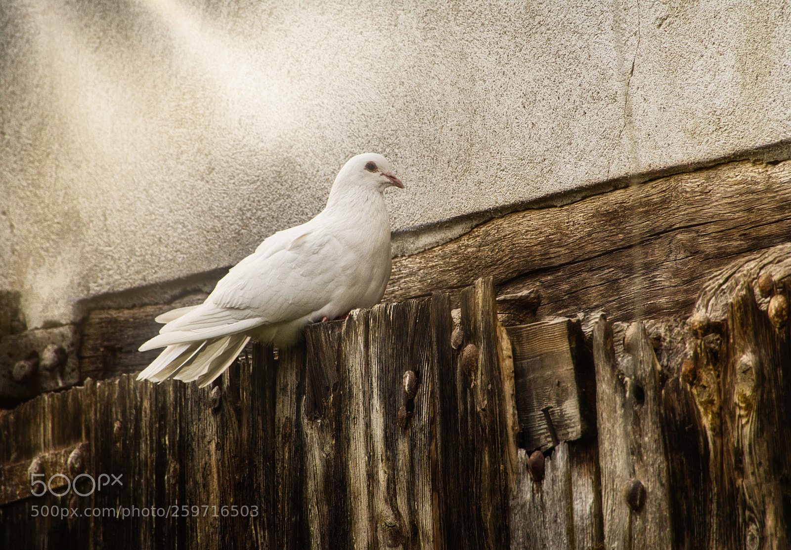 Sony Cyber-shot DSC-RX10 III sample photo. La colombe pensive photography
