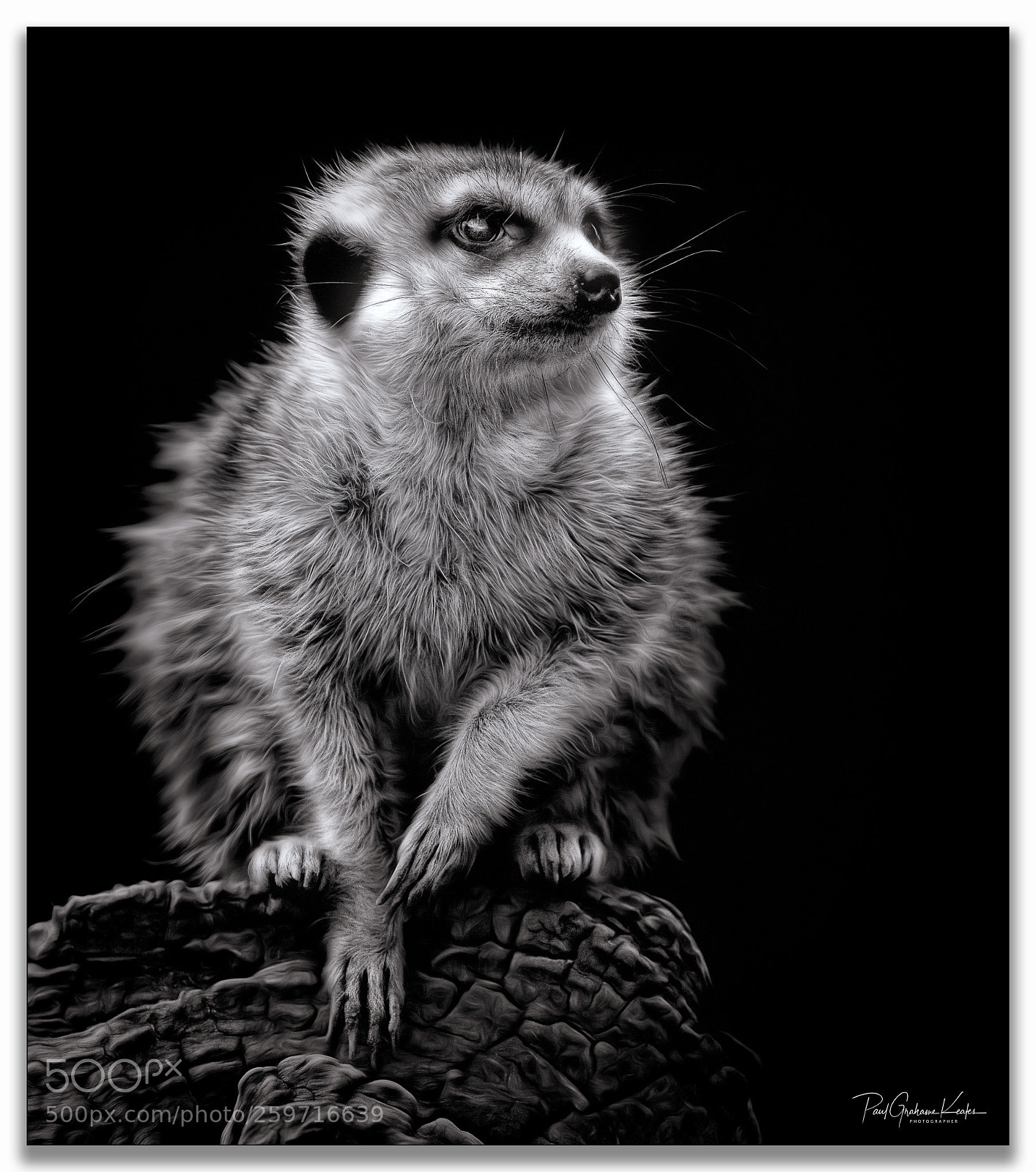 Canon EOS 7D Mark II sample photo. On guard .... photography