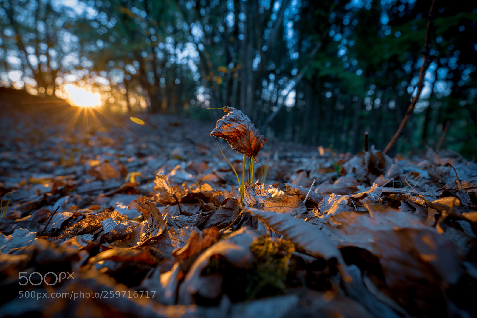 Sony a7 III sample photo. X-ray photography