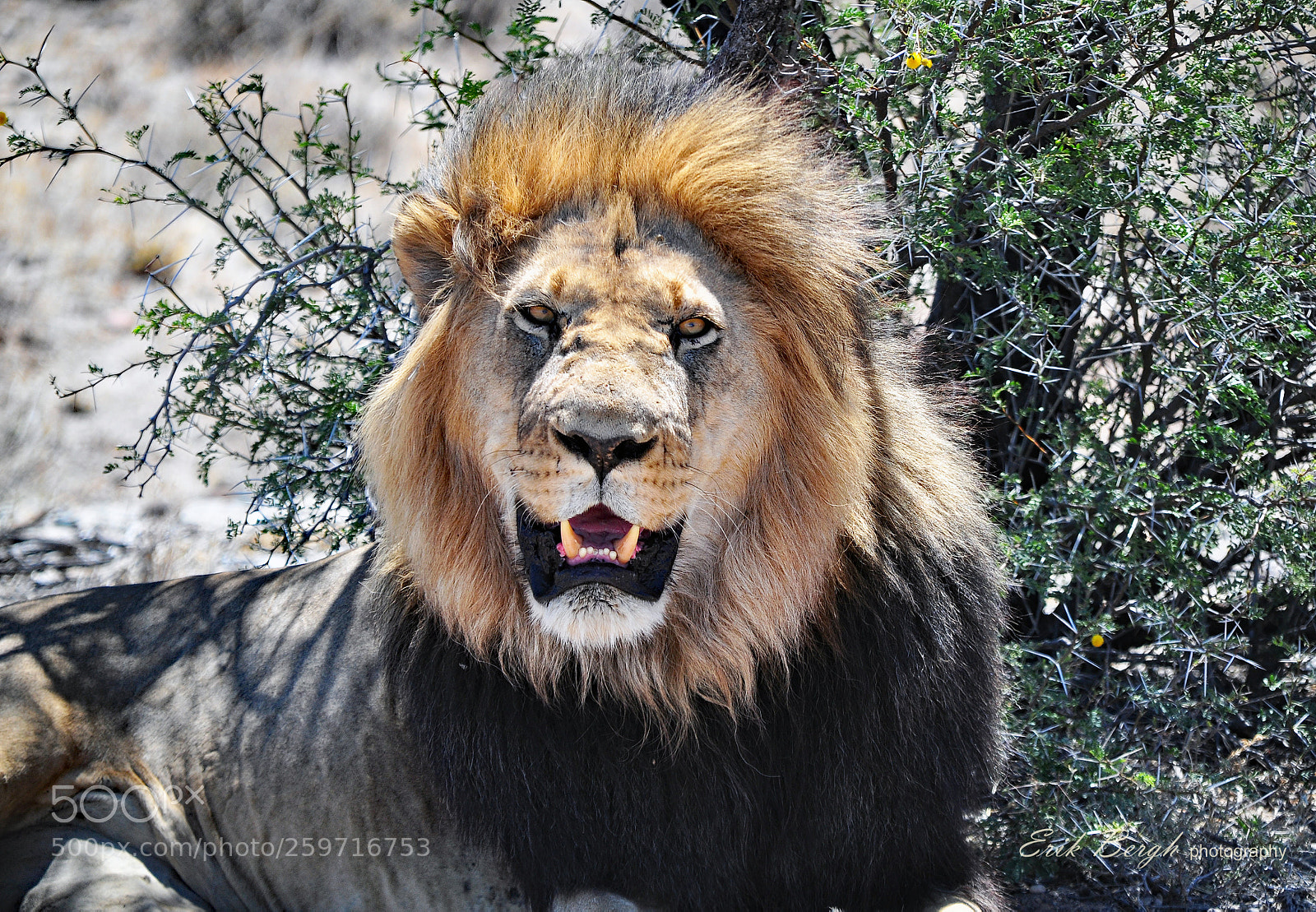 Nikon D5000 sample photo. Karoo lion photography