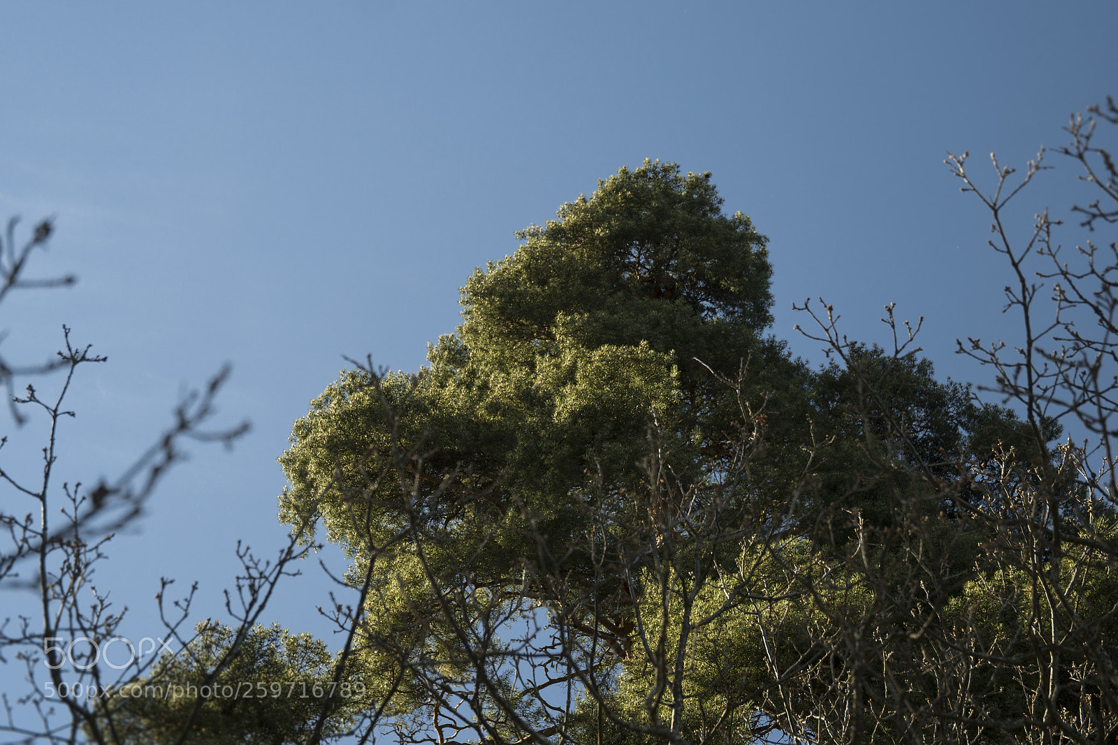 Sony a7R II sample photo. Summer tree photography