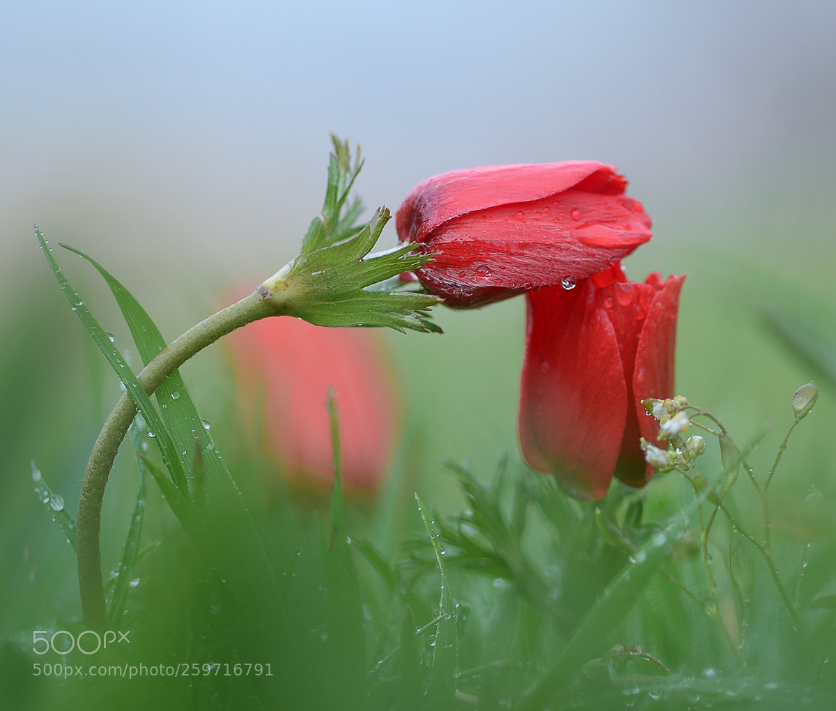 Nikon D7100 sample photo. Anemon photography