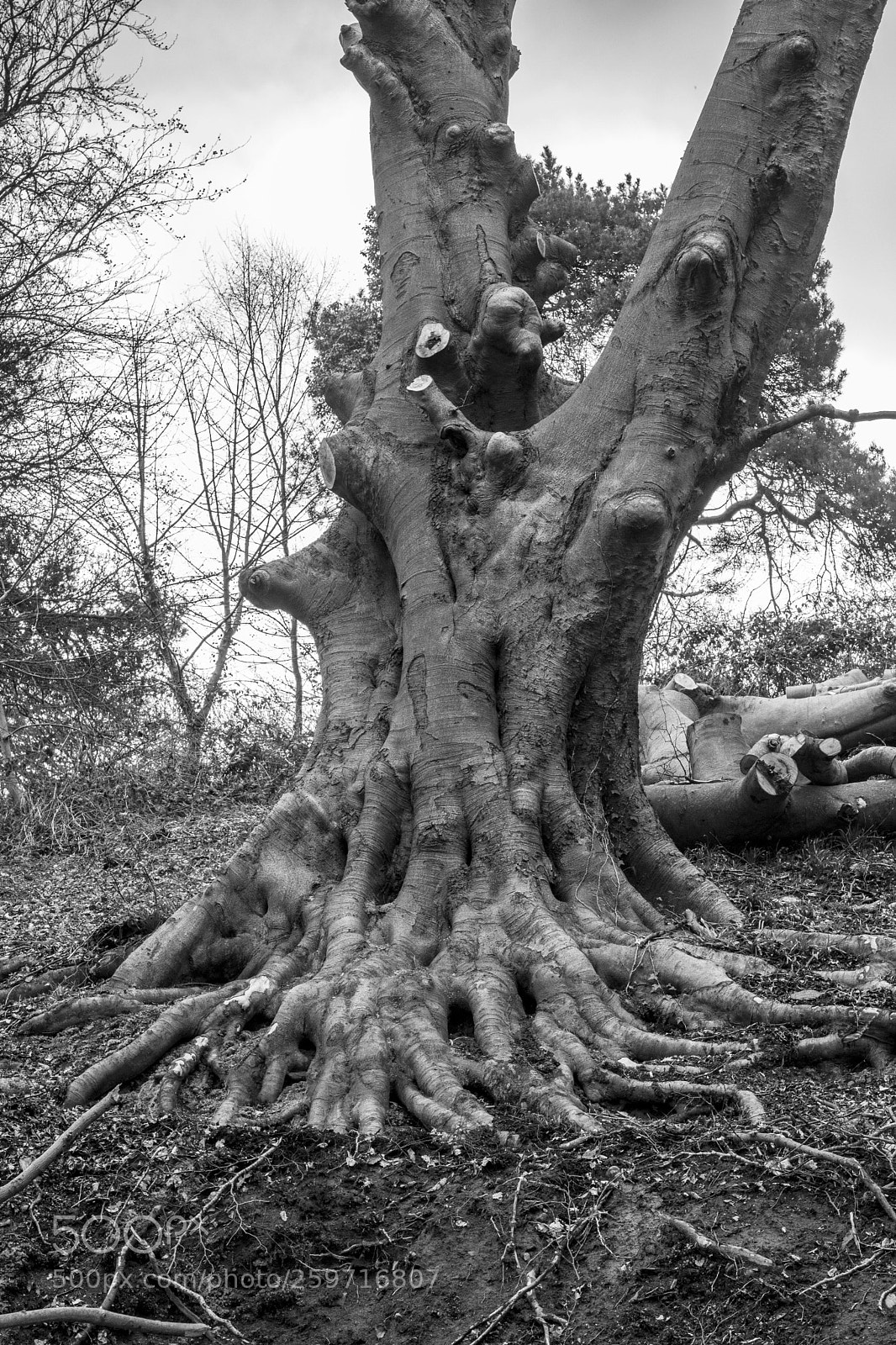 Canon EOS 750D (EOS Rebel T6i / EOS Kiss X8i) sample photo. Roots photography
