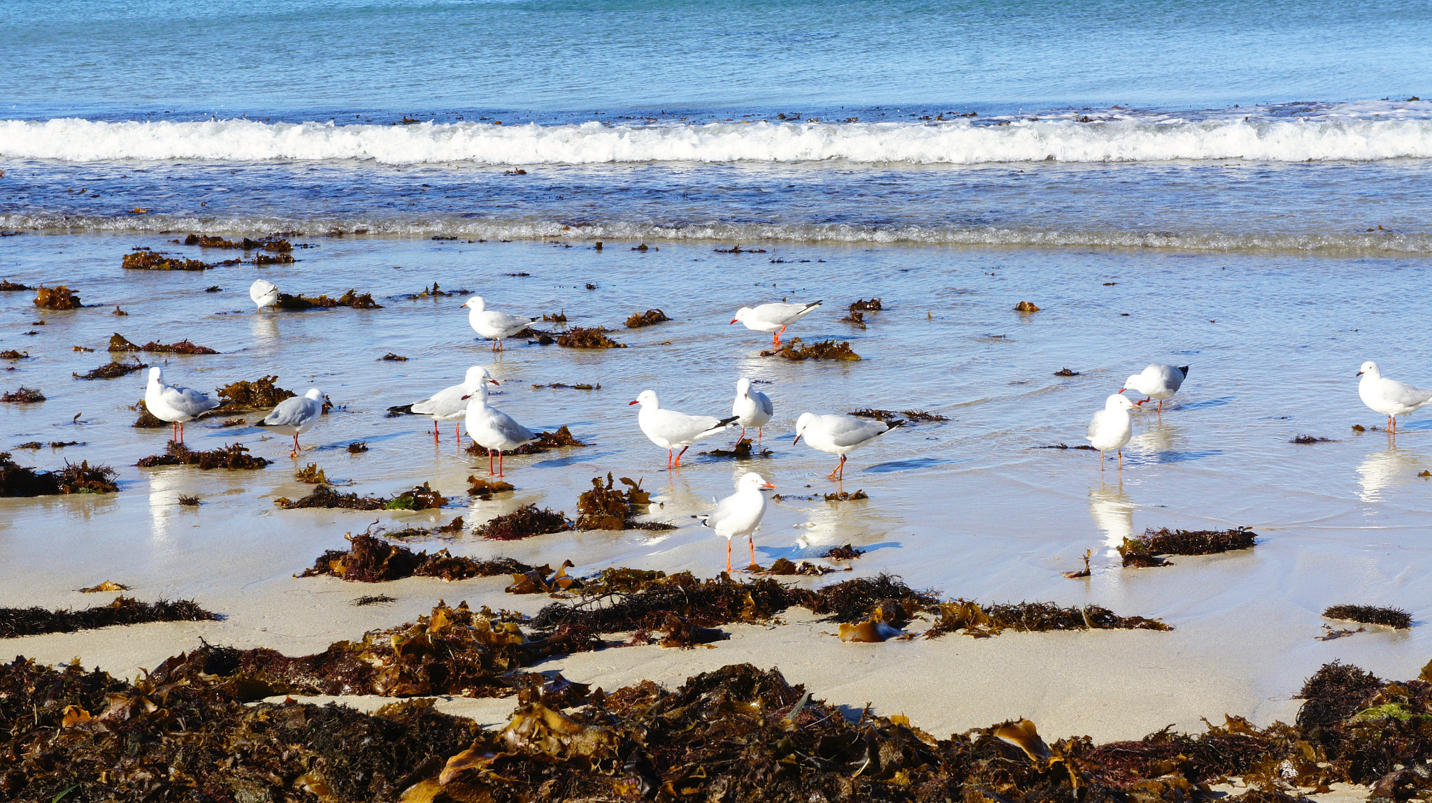 Sony Alpha NEX-3 sample photo. Sea gulls photography