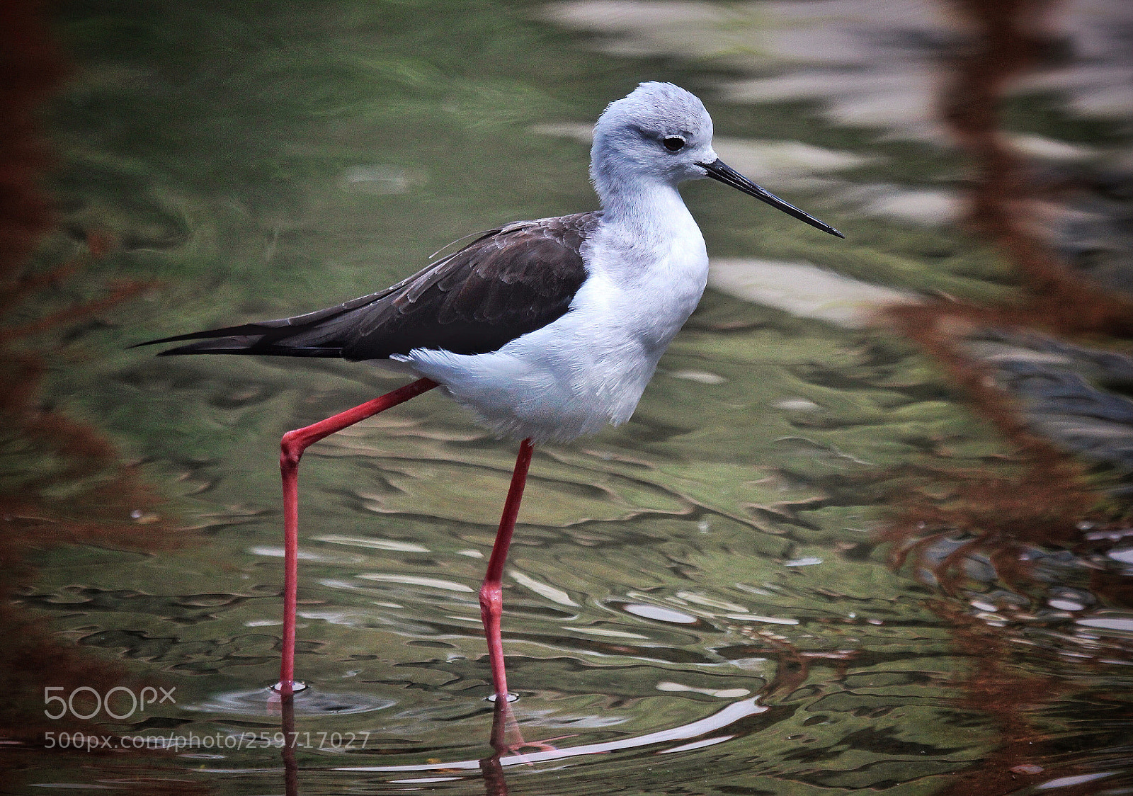 Canon EOS 600D (Rebel EOS T3i / EOS Kiss X5) sample photo. Stilt (himantopus himantopus) photography