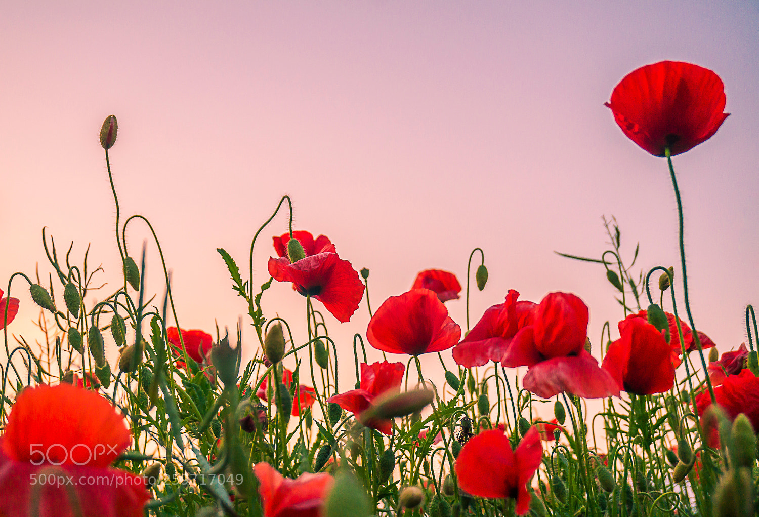 Sony Alpha a5000 (ILCE 5000) sample photo. Poppies photography