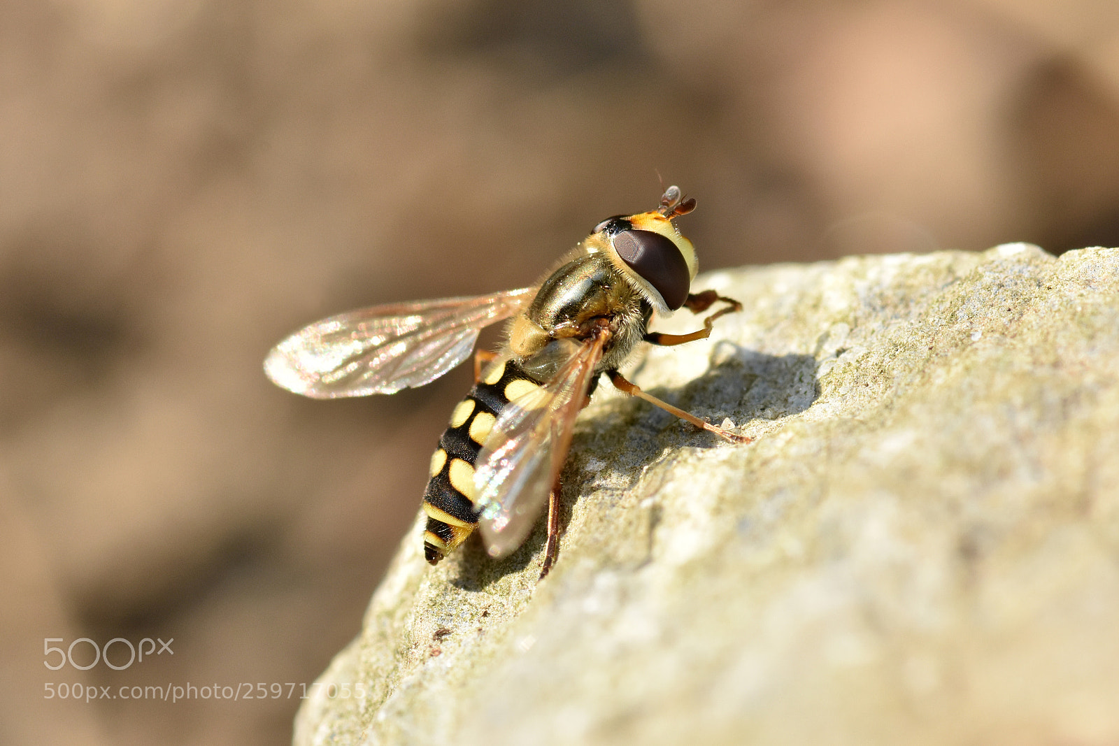 Nikon D7200 sample photo. Syrphidae family photography