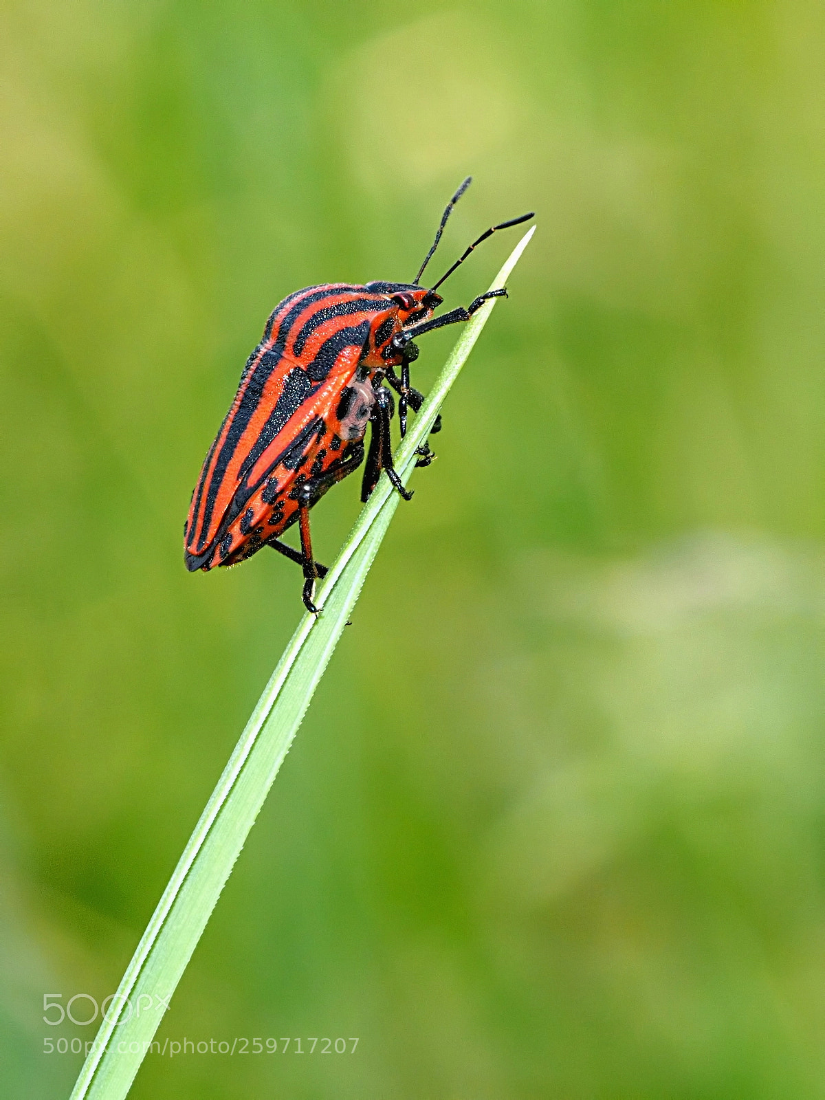Olympus OM-D E-M10 sample photo. Graphosoma lineatum photography