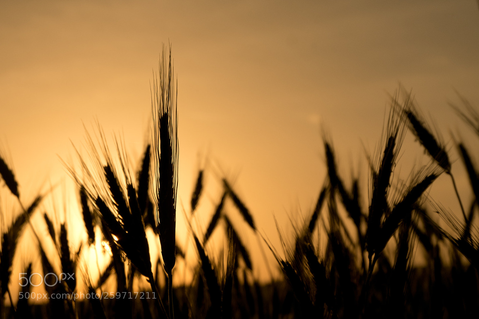 Fujifilm X-T10 sample photo. Standing upright photography