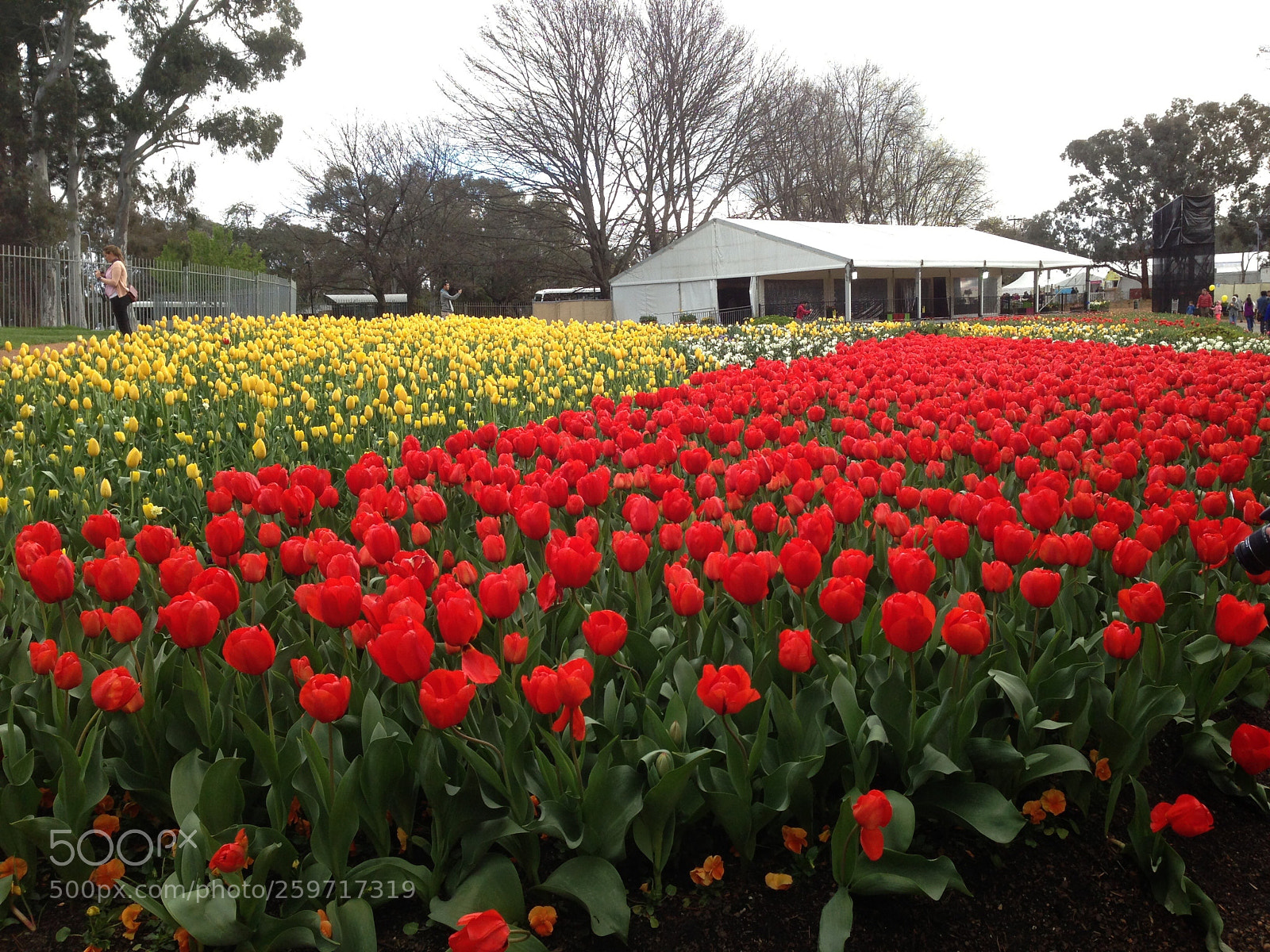 Apple iPhone 5 sample photo. Floriade canberra photography