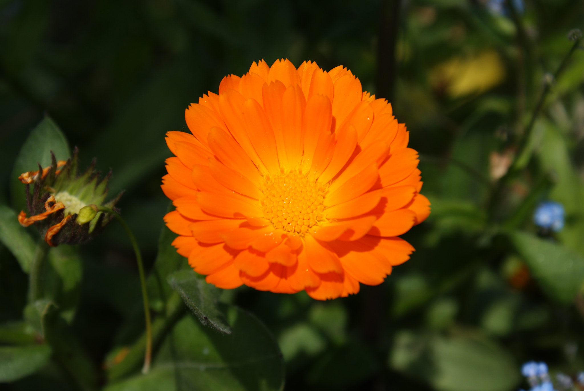 Sony DT 18-70mm F3.5-5.6 sample photo. Flower photography