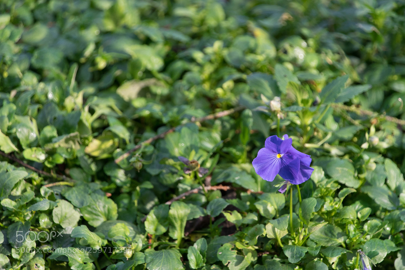 Sony a7 II sample photo. Violet flower photography