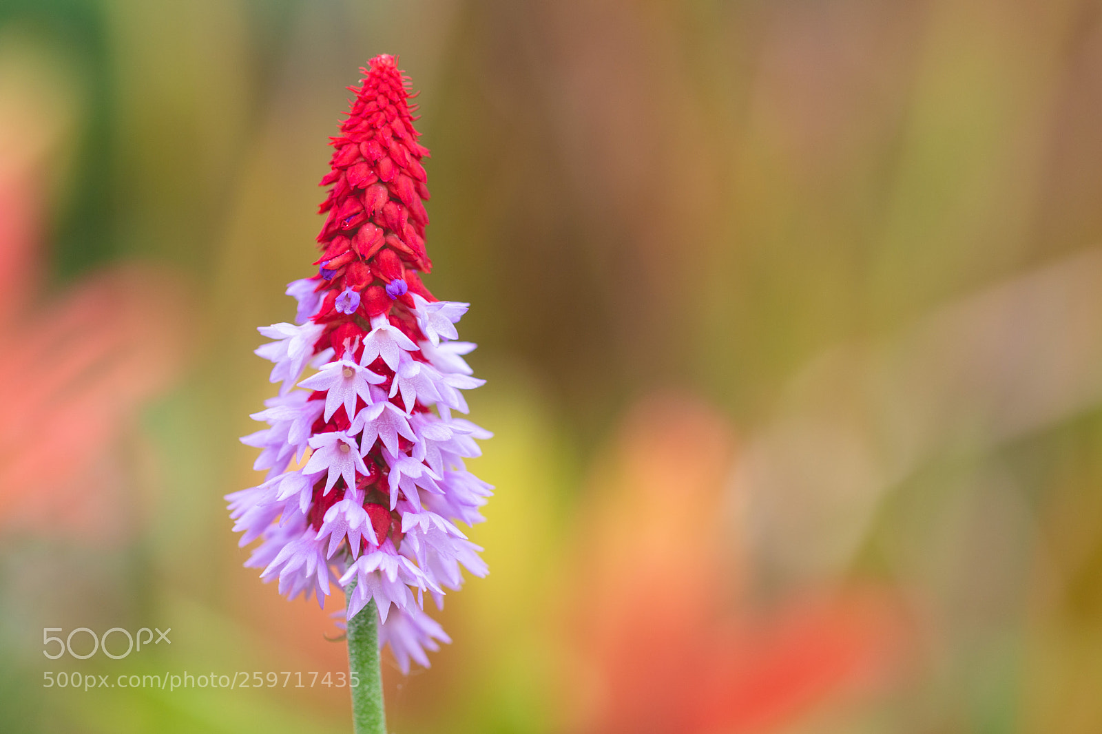 Canon EOS 70D sample photo. Vial's primrose photography