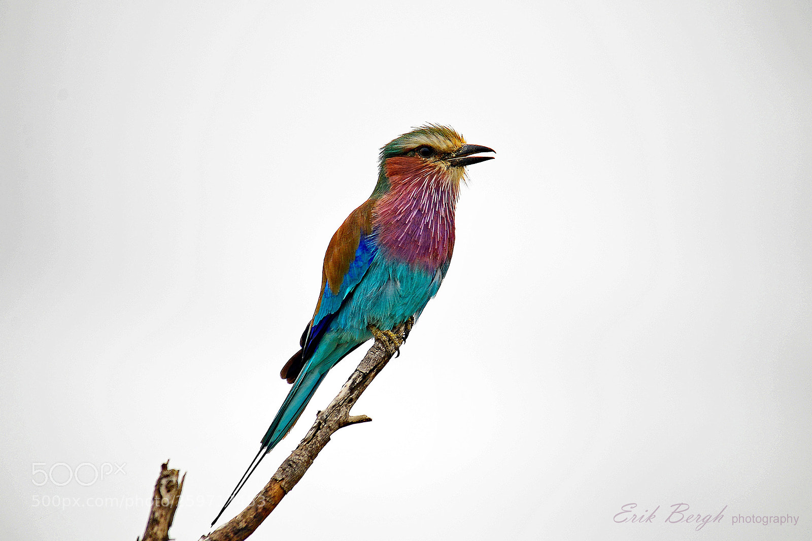 Nikon D610 sample photo. Lilac breasted roller photography