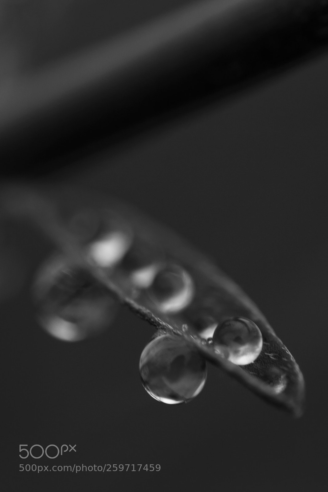 Canon EOS 5D Mark II sample photo. Image photography