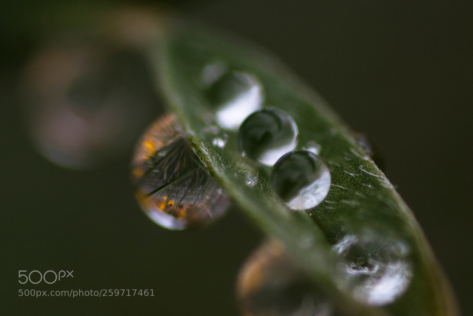 Canon EOS 5D Mark II sample photo. Image photography