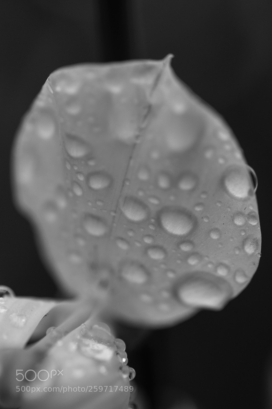 Canon EOS 5D Mark II sample photo. Image photography