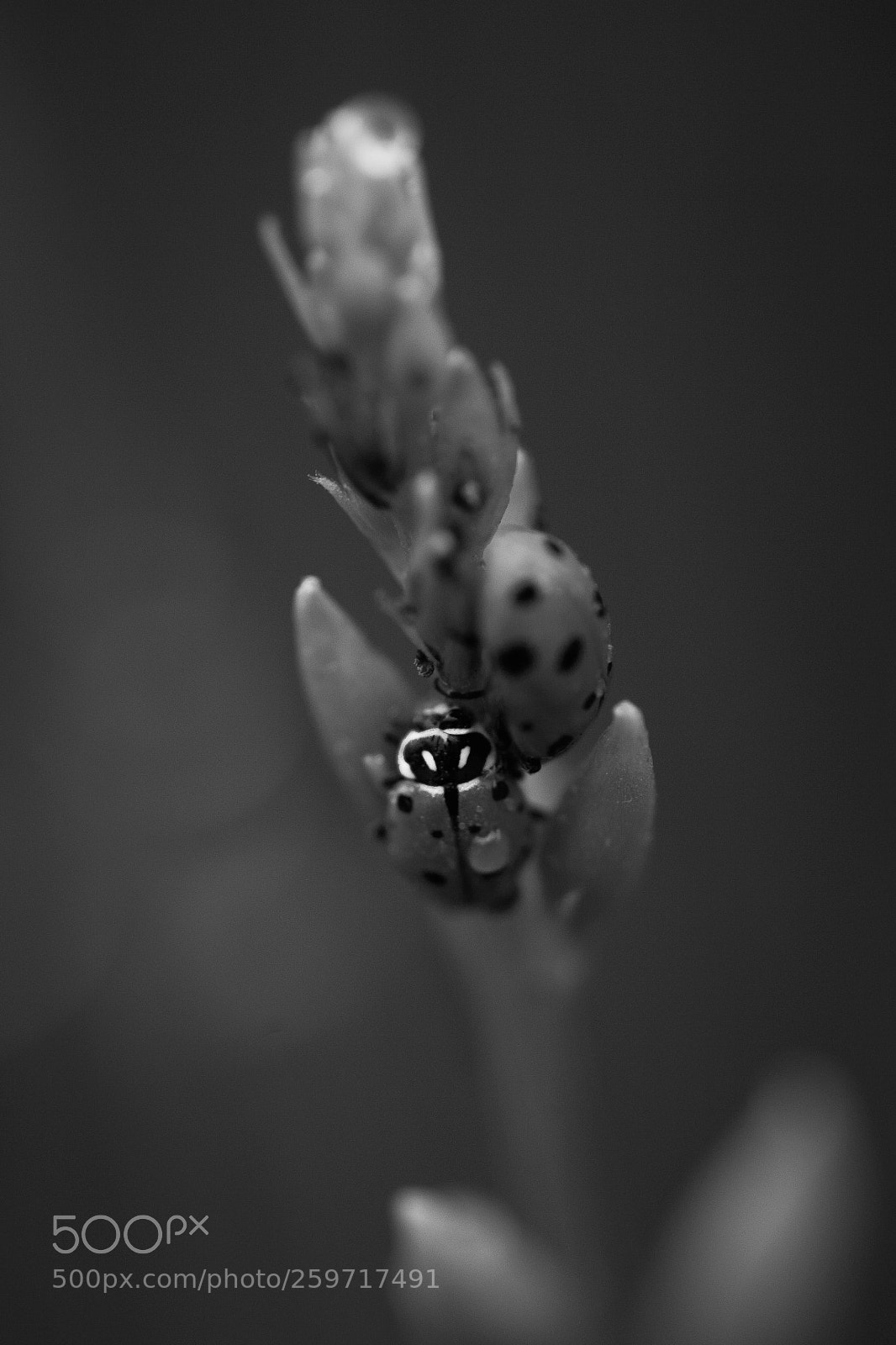 Canon EOS 5D Mark II sample photo. Image photography