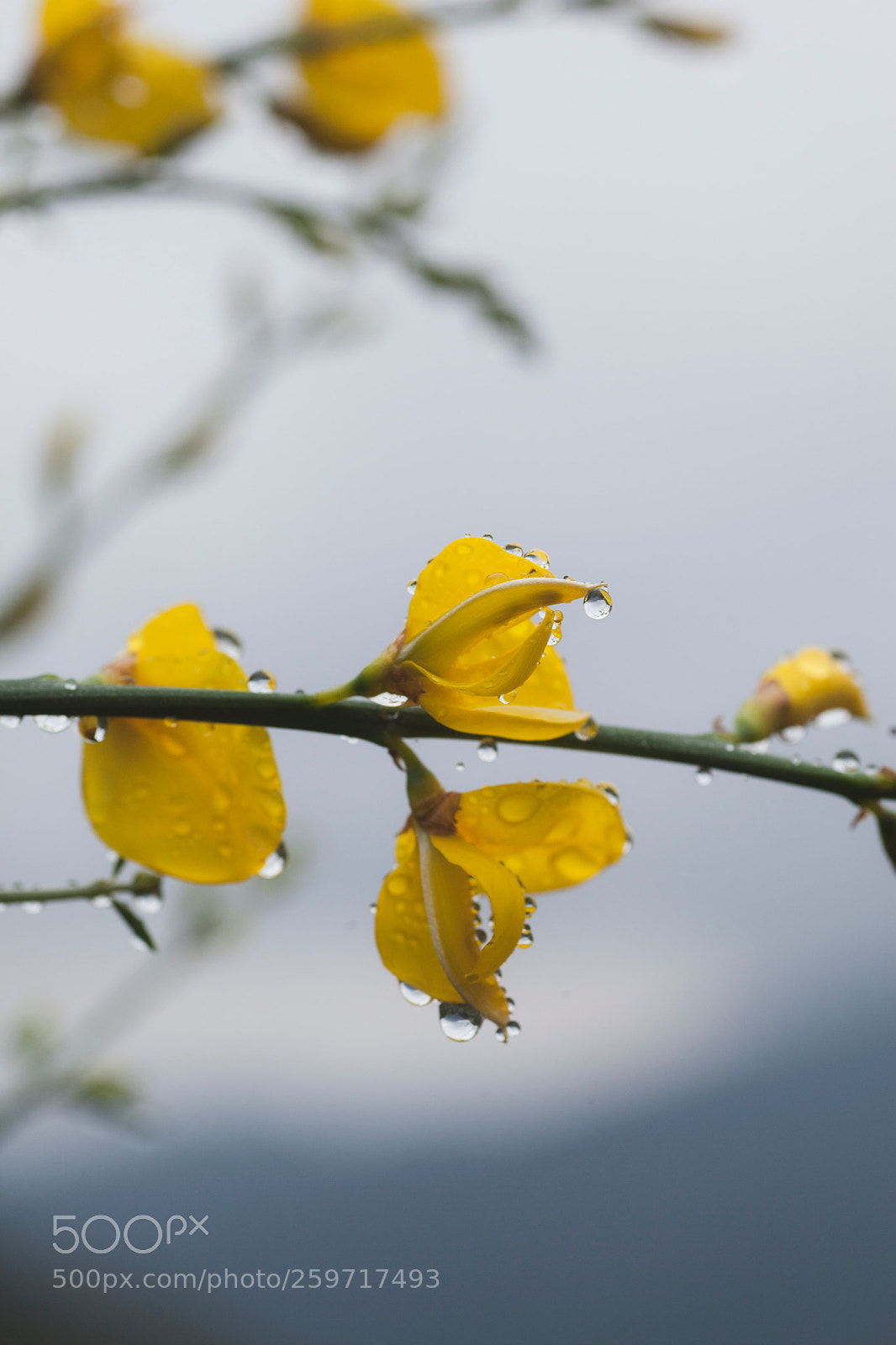 Canon EOS 5D Mark II sample photo. Image photography