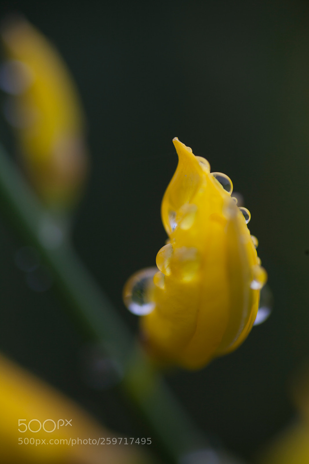 Canon EOS 5D Mark II sample photo. Image photography