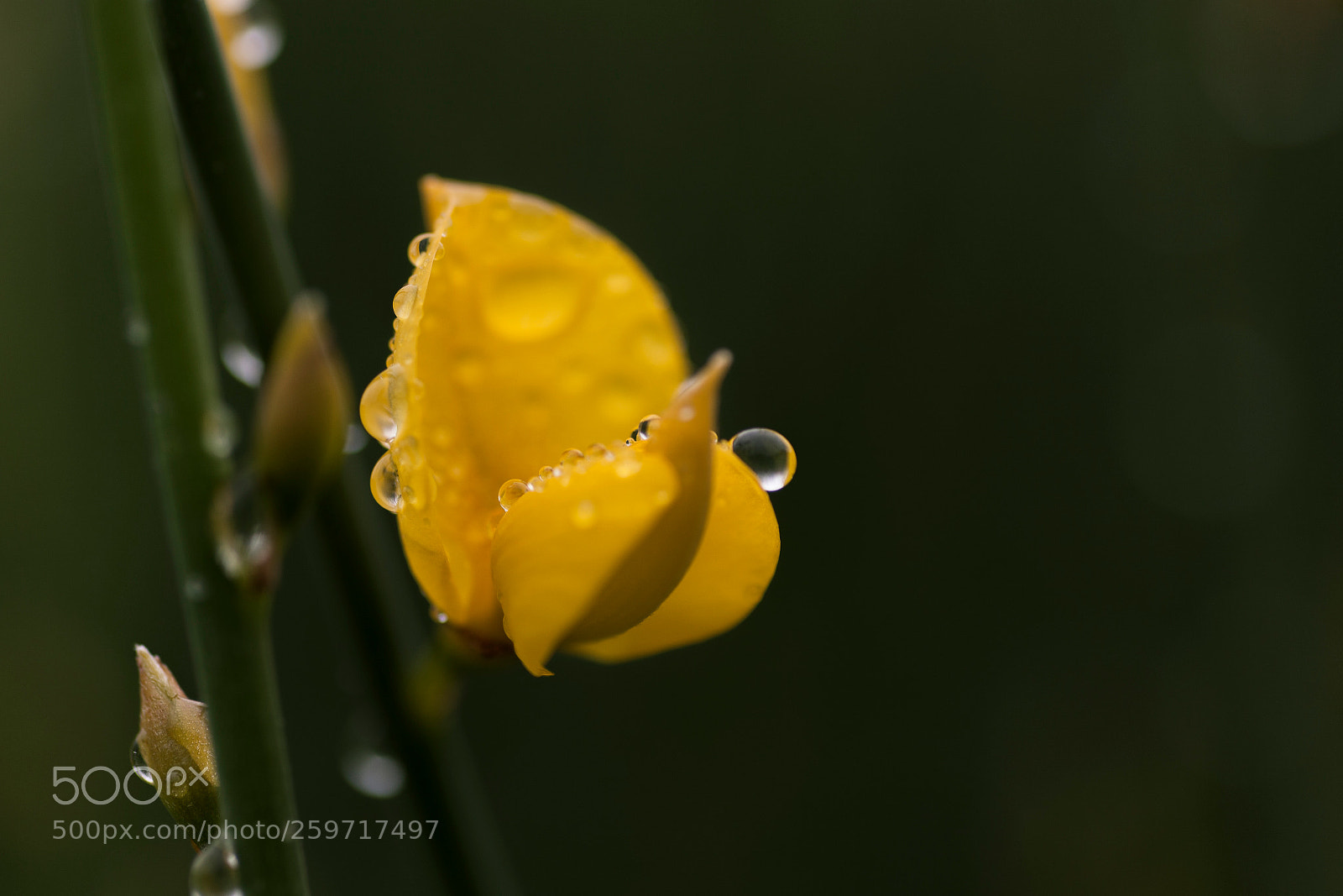 Canon EOS 5D Mark II sample photo. Image photography