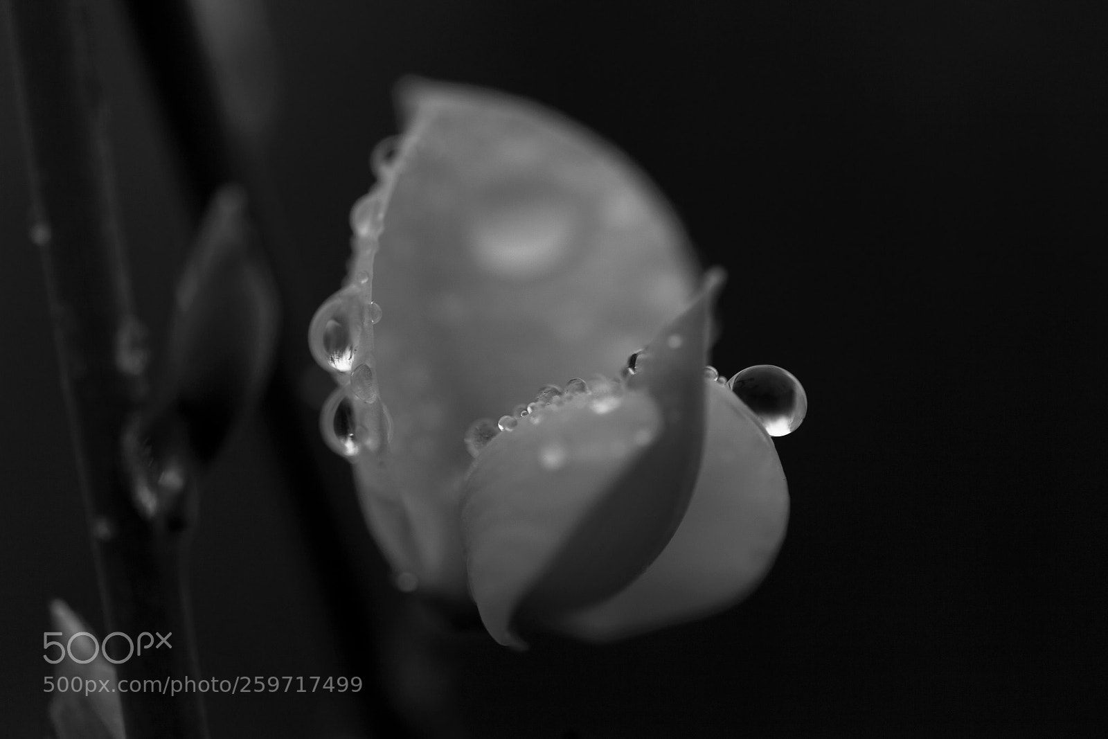 Canon EOS 5D Mark II sample photo. Image photography
